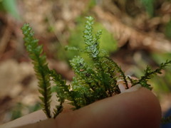 Thamnobryum neckeroides