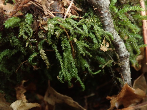 Image of Thamnobryum neckeroides by no rights reserved