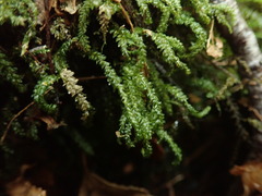 Thamnobryum neckeroides