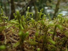 Antitrichia curtipendula