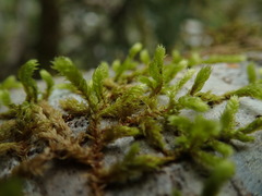 Antitrichia curtipendula