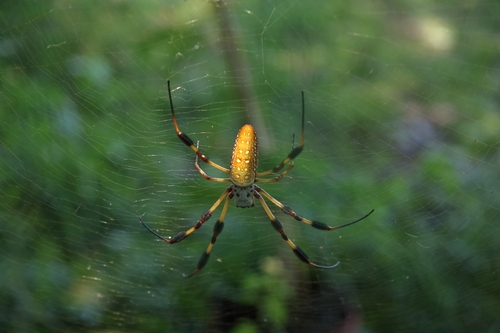 Golden Silk Spider