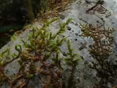 Antitrichia curtipendula