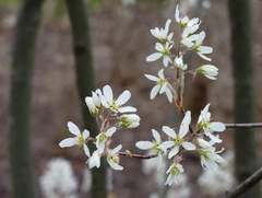 Amelanchier canadensis