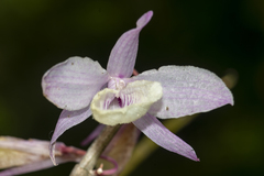 Dendrobium aphyllum