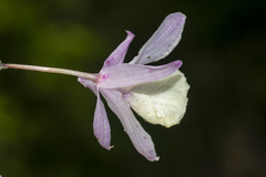 Dendrobium aphyllum