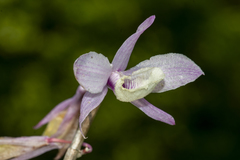 Dendrobium aphyllum