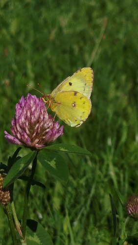 Pale Clouded Yellow
