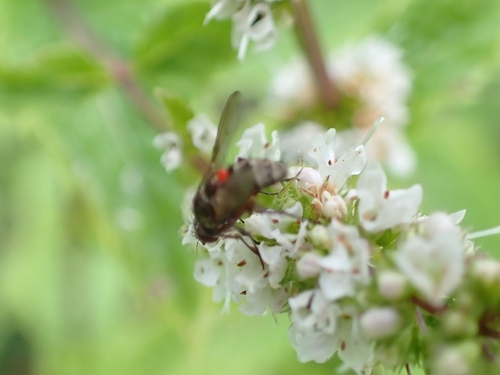 Flugor
