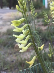 Astragalus filipes