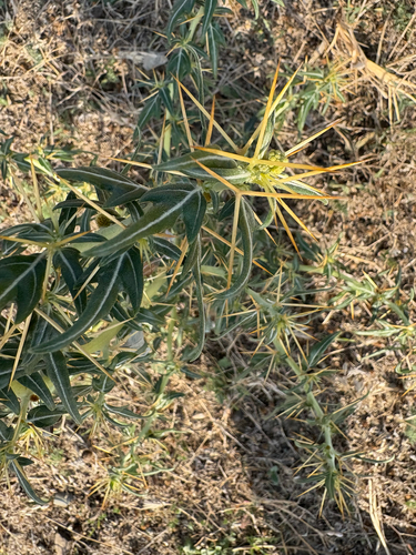 spiny cocklebur