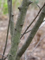 Amelanchier canadensis
