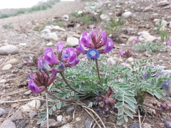 Astragalus missouriensis