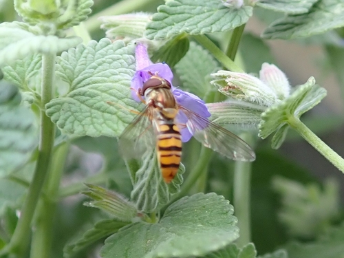 Flyttblomfluga