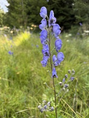 Aconitum plicatum, photograph (c) Katrin Simon, some rights reserved (CC BY)