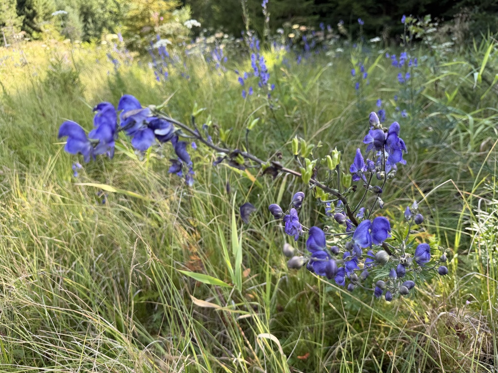 Aconitum plicatum; photograph (c) Katrin Simon, some rights reserved (CC BY)