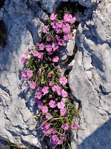 Dianthus callizonus, photograph 3