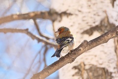 Fringilla coelebs