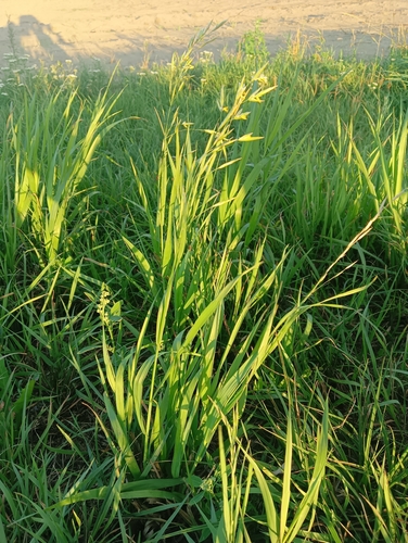 Smooth Brome