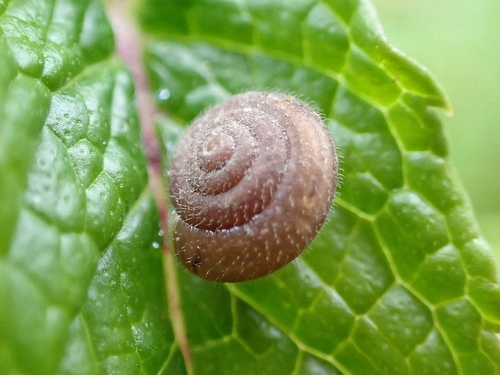 Skäggsnäcka