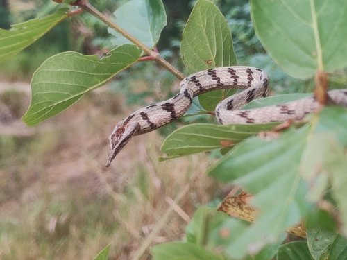 Brown-speckled Whipsnake