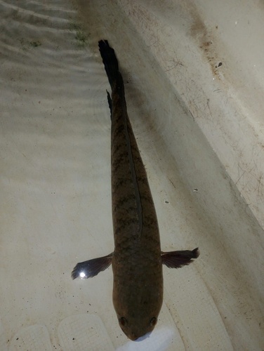 Channa striata