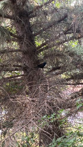 Common Grackle
