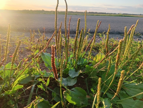 greater plantain