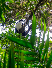 Oreophasis derbianus