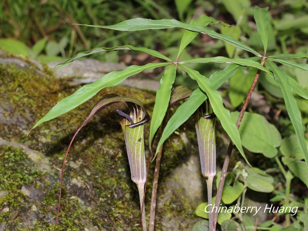 Arisaema formosanum