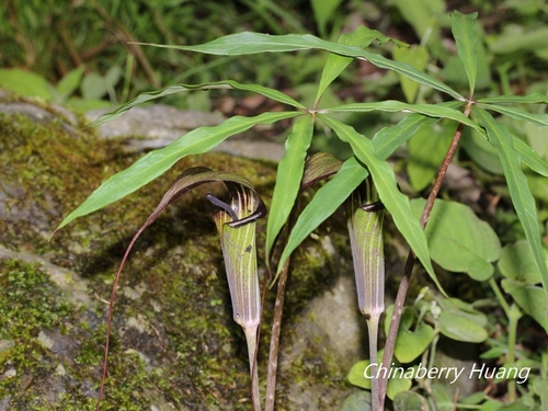 Arisaema formosanum