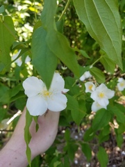 Philadelphus inodorus