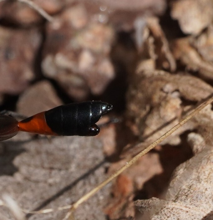 Tuberoxenos sphecidarum