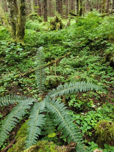 Polystichum setigerum, photograph 4