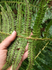 Polystichum setigerum, photograph author not stated, no rights reserved