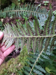 Polystichum setigerum, photograph author not stated, no rights reserved