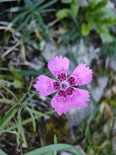 Dianthus callizonus, photograph 2