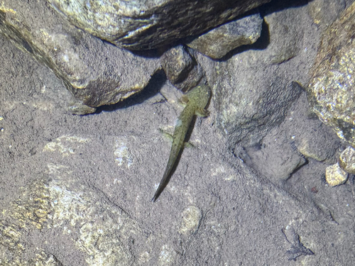Gensan Salamander