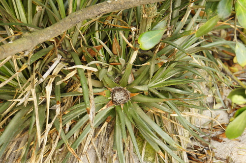Fascicularia bicolor, photograph 5