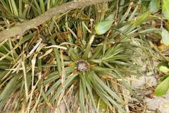 Fascicularia bicolor, photograph (c) Alex Press, some rights reserved (CC BY)