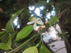 Citrus hystrix (Citrus hystrix)