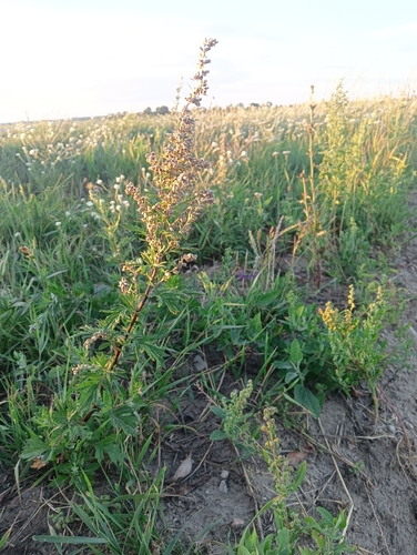 common mugwort