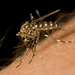 Aedes sierrensis - Photo (c) Sean McCann,  זכויות יוצרים חלקיות (CC BY-NC-SA)
