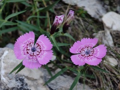 Dianthus callizonus, photograph (c) xulescu_g, some rights reserved (CC BY-SA)