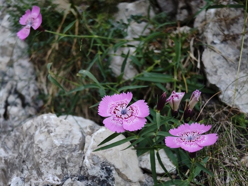 Dianthus callizonus