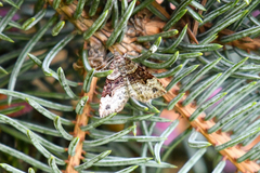 Xanthorhoe defensaria