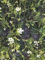 Bifora americana