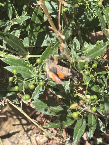 Eurasian Hummingbird Hawkmoth