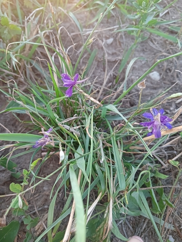 Forking Larkspur