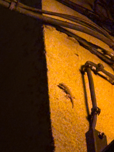 Moorish Gecko